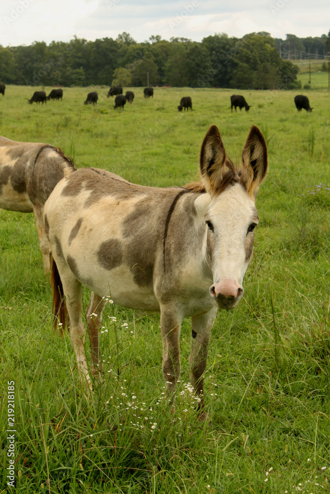 Long ears Long ears