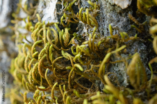 Moss growing on rock