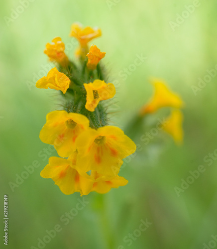 Macro photography of green plant with yellow flowers