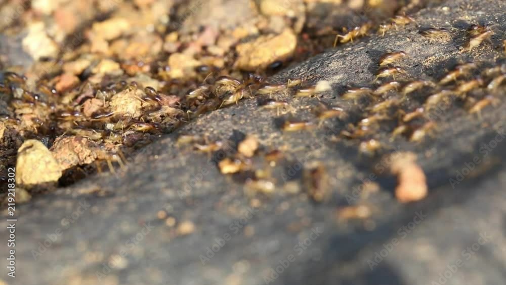 Termite soldier, Soldier Termites eat wood of tree , Animals, wildlife in forest on ground back to the nest Termite soldier, Soldier Termites eat wood of tree , Animals, wildlife in forest on ground back to the nest