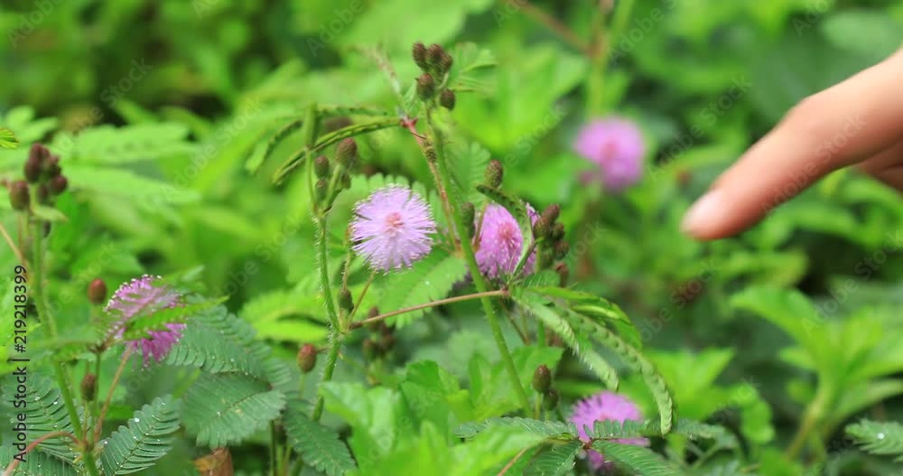 Hand touch mimosa plants and flowers in summer after rain Hand touch mimosa plants and flowers in summer after rain