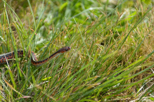 Tiny snake crawling in green grass