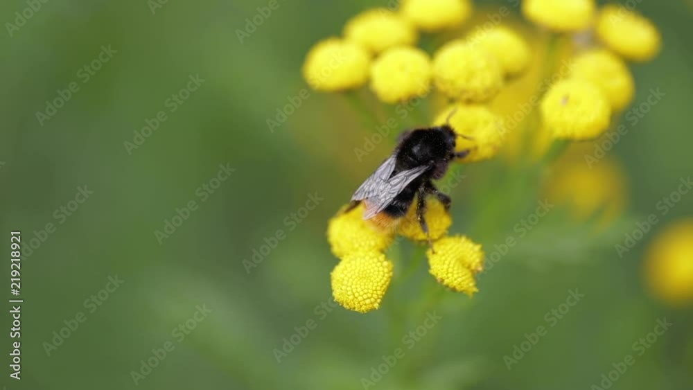 A bumble bee searching for nectar on å yellow flower. 120 fps A bumble bee searching for nectar on å yellow flower. 120 fps