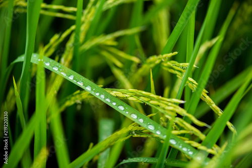 Countryside scenery of paddy rice field