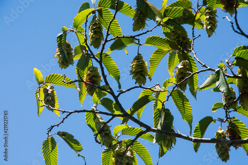 The Japanese Hornbeam; Carpinus japonica