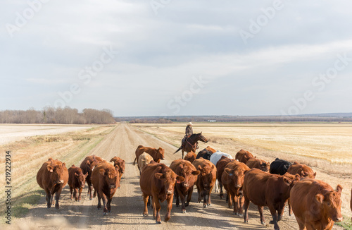 cowgirl herding cattle down a dirt road