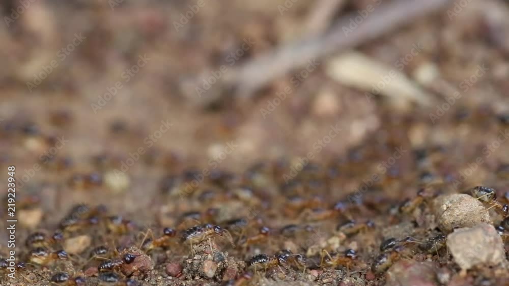 Termite soldier, Soldier Termites eat wood of tree , Animals, wildlife in forest on ground back to the nest Termite soldier, Soldier Termites eat wood of tree , Animals, wildlife in forest on ground back to the nest