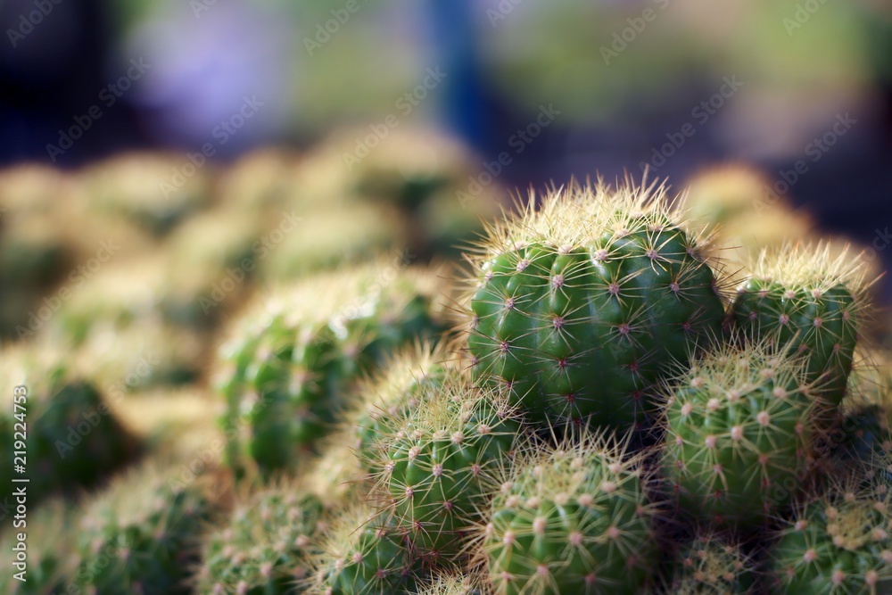 Close up of globe shaped cactus with long thorns (selective focus point).