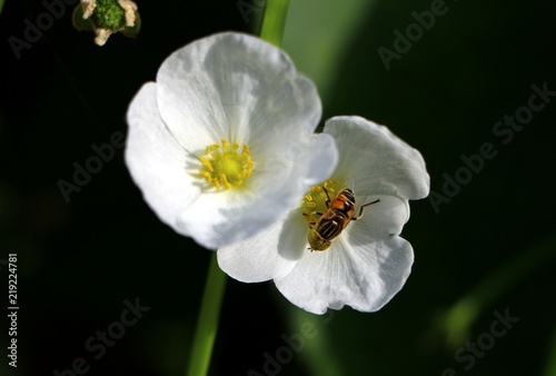 Hoverflies, sometimes called flower flies, or syrphid flies, make up the insect family Syrphidae.