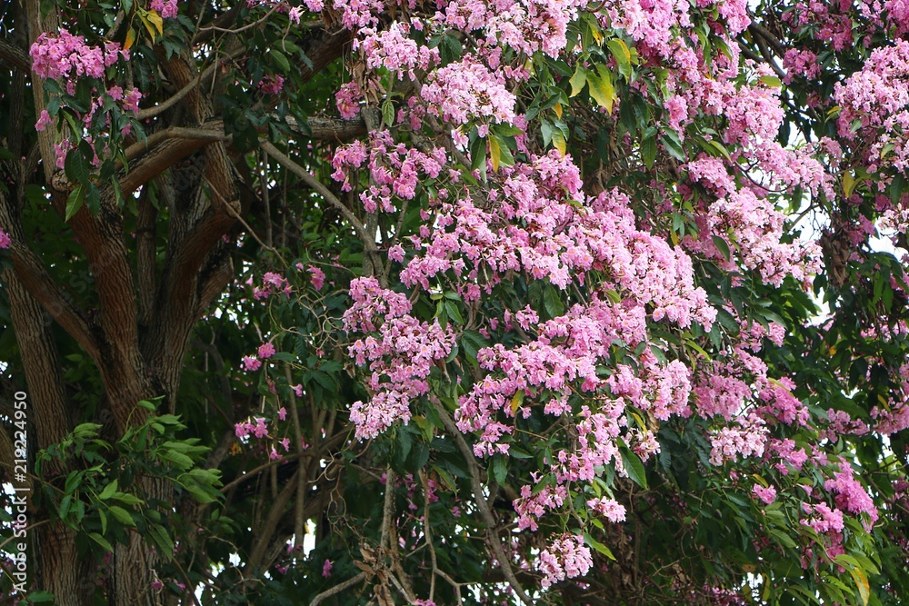Sakura (Prunus serrulata) or cherry blossom with pink flower in the park.