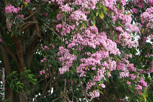 Sakura (Prunus serrulata) or cherry blossom with pink flower in the park. © noraismail