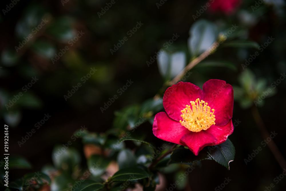 Obraz premium Camellia