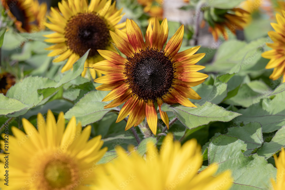 Sunflower of Andersen Park in Funabashi City, Chiba Prefecture, Japan Sunflower of Andersen Park in Funabashi City, Chiba Prefecture, Japan