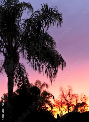 Palm Pink Sunset of Florida