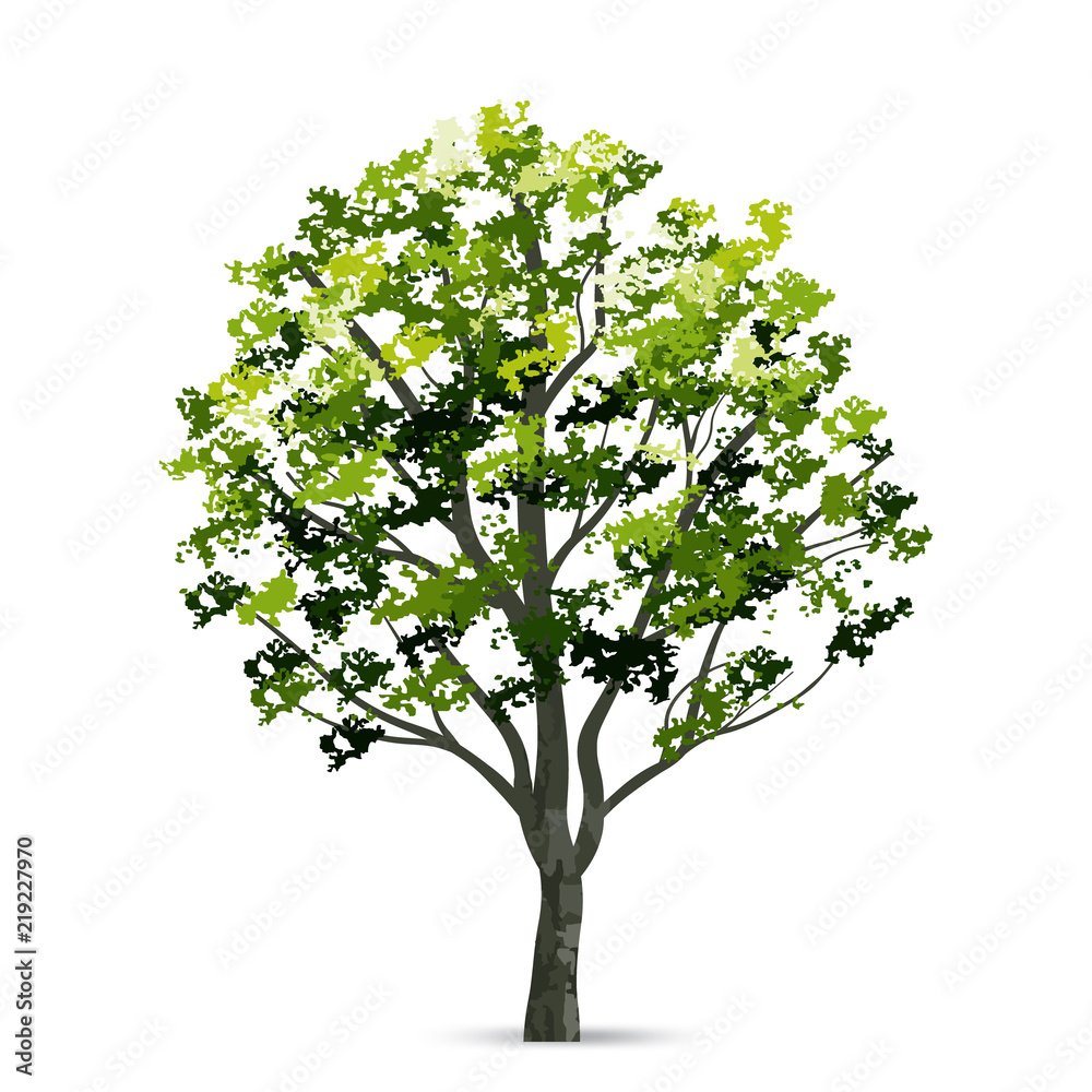 Obraz premium Tree isolated on white background with soft shadow. Natural object for landscape design. Vector.