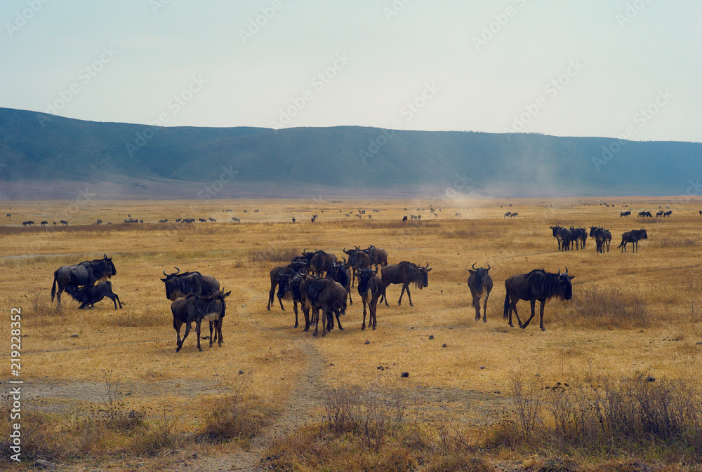 Herd of Wildebeest on a Dusty and Dry Plain in Ngorongoro Crater, Tanzania