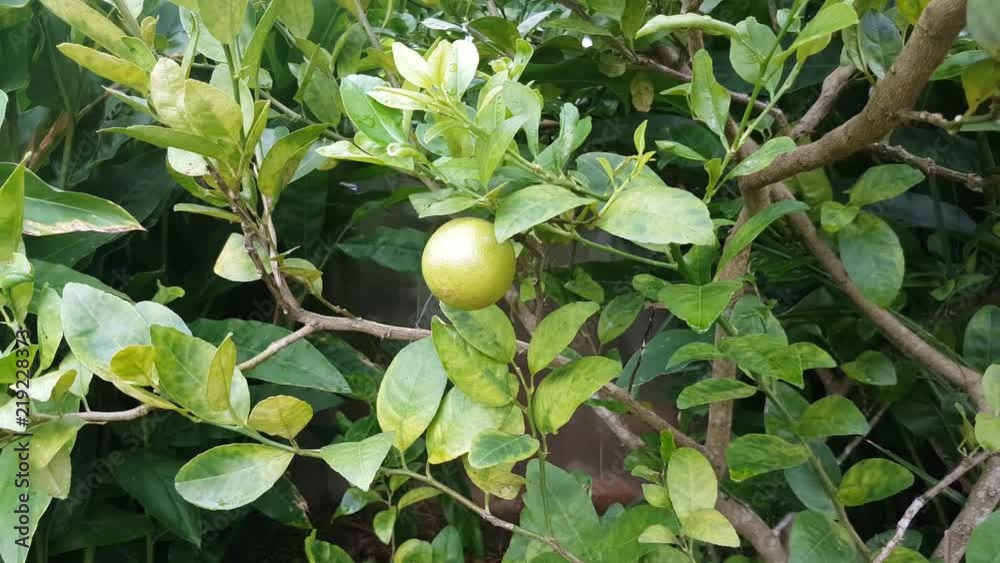lemon tree with a lemon. Pan shot. Using gimbal equipment to shoot this footage. lemon tree with a lemon. Pan shot. Using gimbal equipment to shoot this footage.