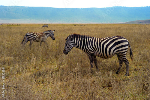 Two Zebras on a Plain of Dry  Golden Grass in Ngorongoro Crater  Tanzania