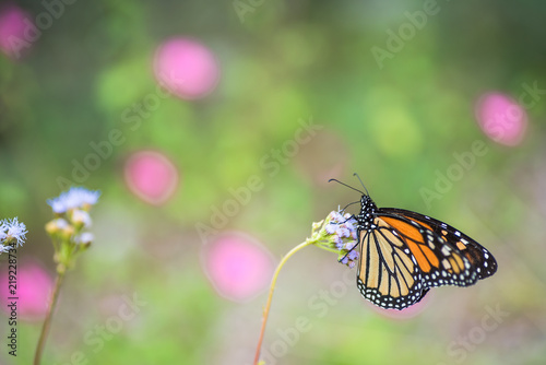Butterfly and moth fall migration in garden © Kanokwalee