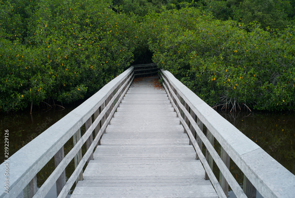 Obraz premium White Boardwalk Leading into the Bush in the Everglades, Florida, USA