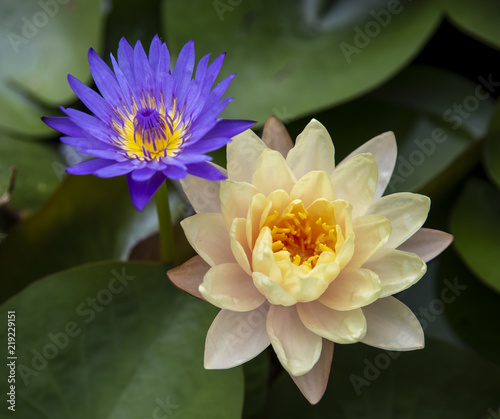 Close up lotus blossom