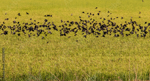Black bird flying out of rice field