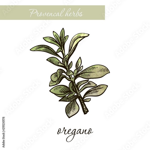 oregano. natural spices and herbs. sketch on white