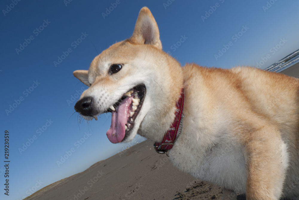 海岸で遊ぶ柴犬