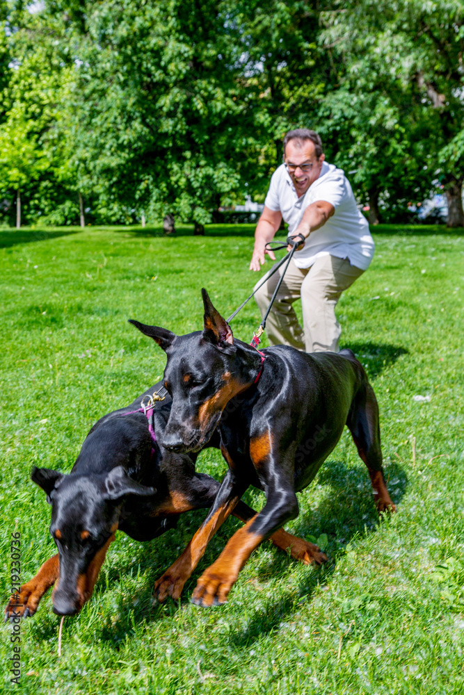 Man having fun and playing with his dogs in the park.
