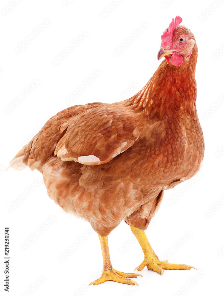 Fototapeta premium Brown hen isolated.