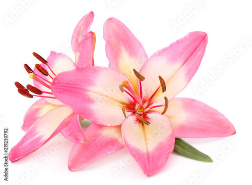 Pink lily flower. © Galyna