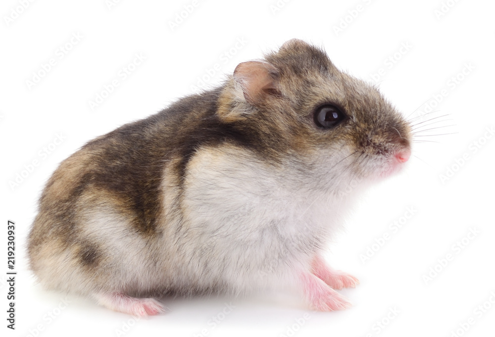 Small domestic hamster.