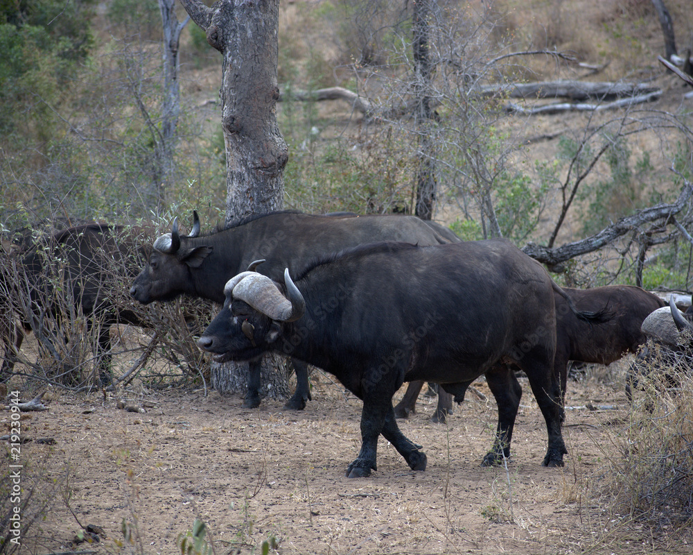 Cape Buffalo, Kruger Cape Buffalo, Kruger