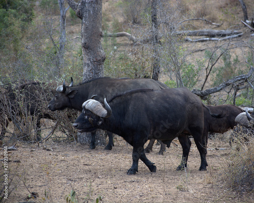 Cape Buffalo  Kruger