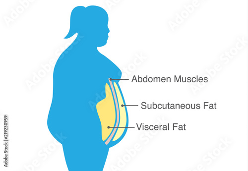 Visceral fat and subcutaneous fat that accumulate around waistline of woman. Illustration about medical diagram. photo