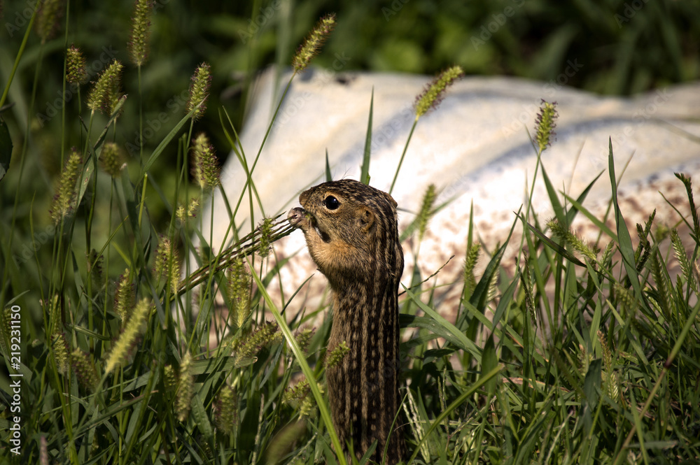 Fototapeta premium Thirteen-lined Ground Squirrel (Ictidomys tridecemlineatus) eating in Guthrie Center, Iowa's Riverside Park