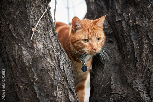 Canvas Print Ginger red tabby cat in a tree with long white whiskers up in a tree