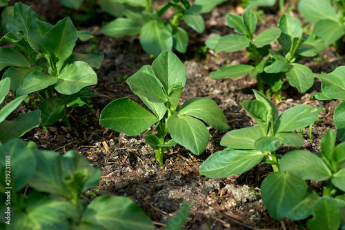 Young broad bean shoots in a garden bed.