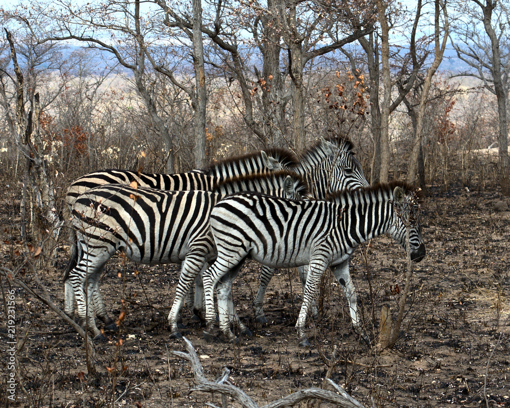 Obraz premium Zebra in Kruger South Africa