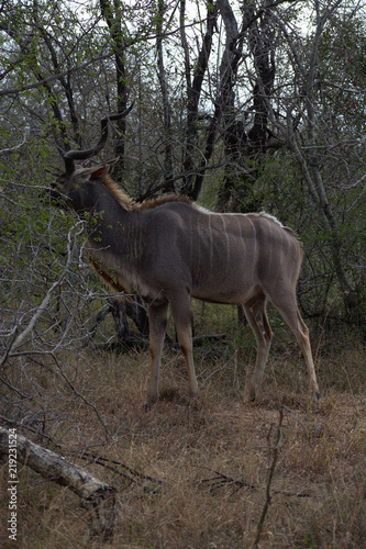 Kudu in Kruger © Andrew