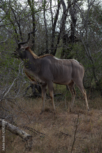 Kudu in Kruger