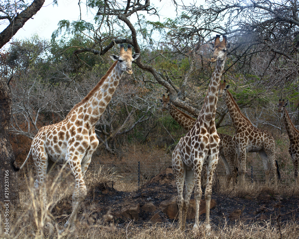 Fototapeta premium Giraffes feeding from a tree
