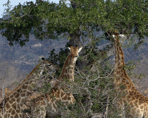 Giraffes feeding from a tree