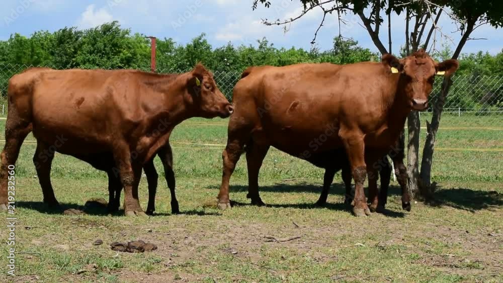 Two brown angus cows feed their calves Two brown angus cows feed their calves