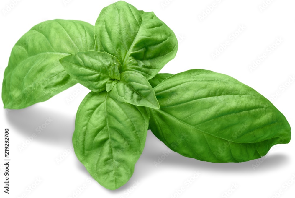 Fresh basil Fresh basil