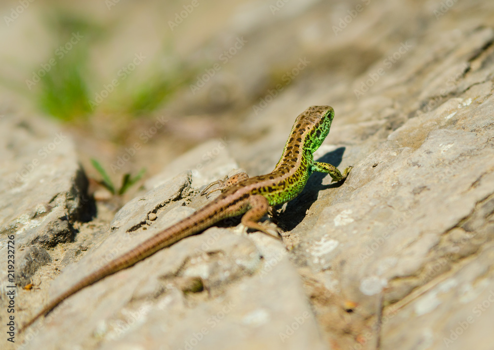 Lizard Lizard