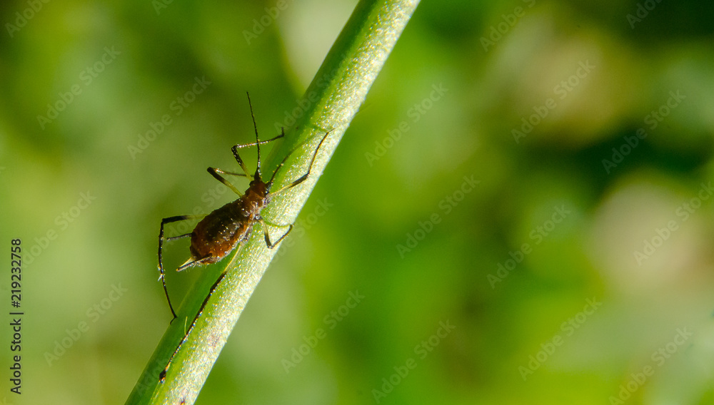 bug bug