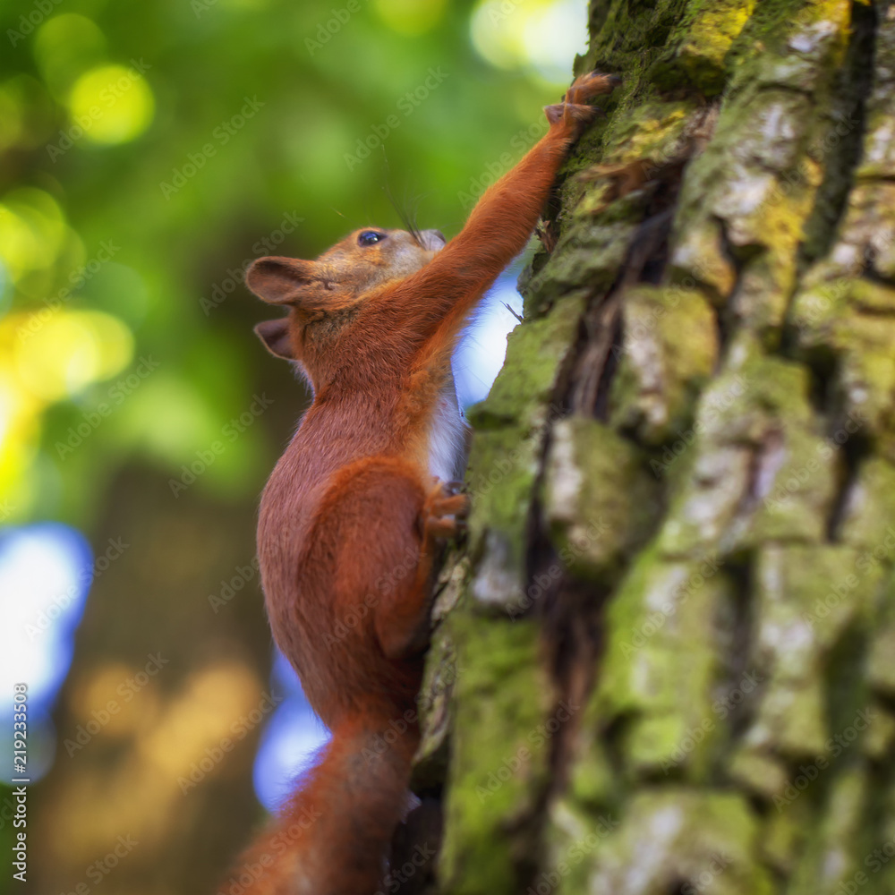 Red squirrel on a tree, with a beautiful bokeh in the background. Low depth of sharpness. Red squirrel on a tree, with a beautiful bokeh in the background. Low depth of sharpness.