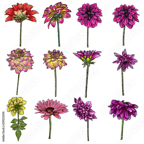 Flowers set. Botanical Dahlias and zinnia illustration summer design elements. Black and white collection of hand drawn flowers and herbs isolate on white background. Vector.