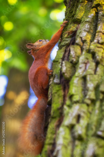 Red squirrel on a tree, with a beautiful bokeh in the background. Low depth of sharpness.